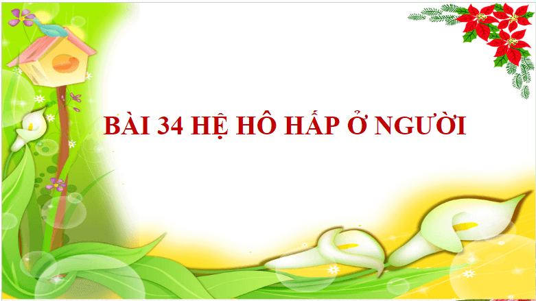Giáo án điện tử KHTN 8 Kết nối tri thức Bài 34: Hệ hô hấp ở người | PPT Khoa học tự nhiên 8