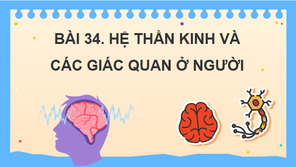 Giáo án điện tử KHTN 8 Cánh diều Bài 34: Hệ thần kinh và các giác quan ở người | PPT Khoa học tự nhiên 8