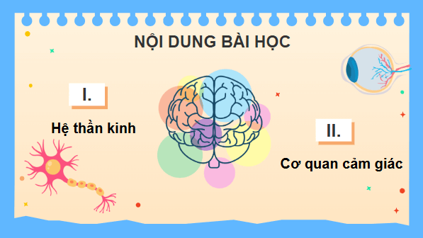 Giáo án điện tử KHTN 8 Cánh diều Bài 34: Hệ thần kinh và các giác quan ở người | PPT Khoa học tự nhiên 8