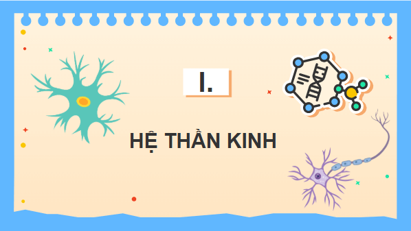 Giáo án điện tử KHTN 8 Cánh diều Bài 34: Hệ thần kinh và các giác quan ở người | PPT Khoa học tự nhiên 8