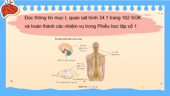 Giáo án điện tử KHTN 8 Cánh diều Bài 34: Hệ thần kinh và các giác quan ở người | PPT Khoa học tự nhiên 8