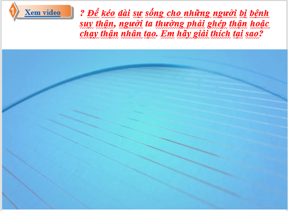 Giáo án điện tử KHTN 8 Kết nối tri thức Bài 35: Hệ bài tiết ở người | PPT Khoa học tự nhiên 8