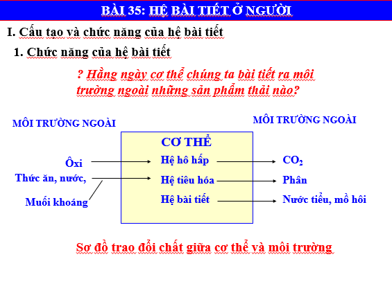 Giáo án điện tử KHTN 8 Kết nối tri thức Bài 35: Hệ bài tiết ở người | PPT Khoa học tự nhiên 8