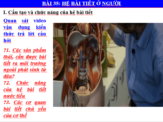 Giáo án điện tử KHTN 8 Kết nối tri thức Bài 35: Hệ bài tiết ở người | PPT Khoa học tự nhiên 8