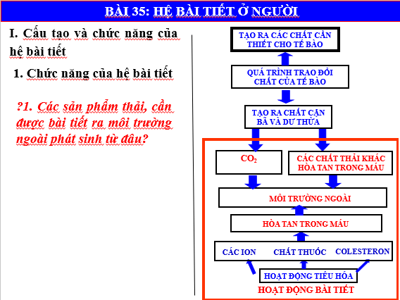Giáo án điện tử KHTN 8 Kết nối tri thức Bài 35: Hệ bài tiết ở người | PPT Khoa học tự nhiên 8