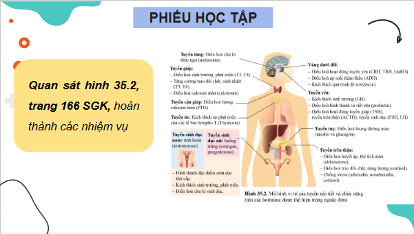 Giáo án điện tử KHTN 8 Cánh diều Bài 35: Hệ nội tiết ở người | PPT Khoa học tự nhiên 8