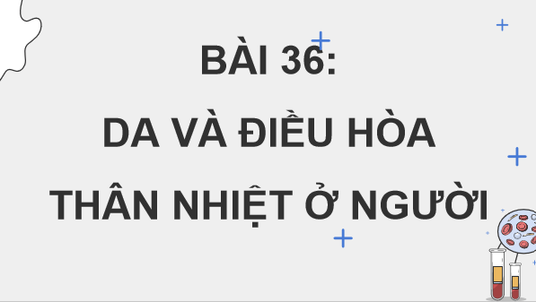 Giáo án điện tử KHTN 8 Cánh diều Bài 36: Da và điều hòa thân nhiệt ở người | PPT Khoa học tự nhiên 8