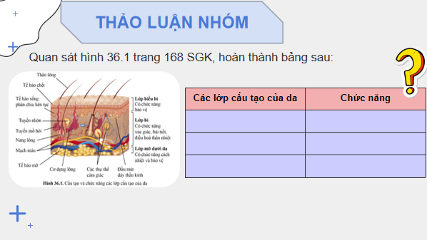 Giáo án điện tử KHTN 8 Cánh diều Bài 36: Da và điều hòa thân nhiệt ở người | PPT Khoa học tự nhiên 8