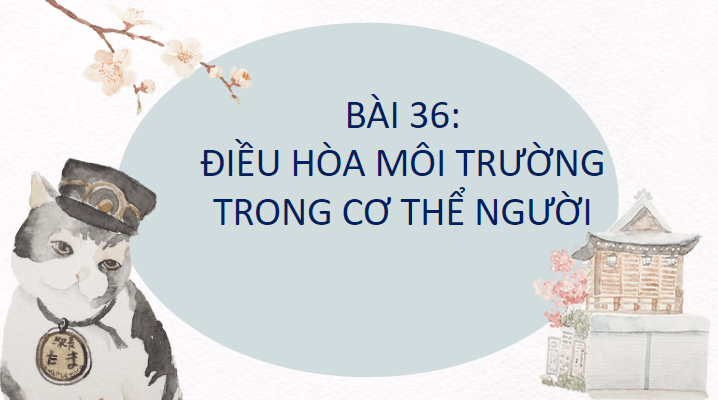 Giáo án điện tử KHTN 8 Kết nối tri thức Bài 36: Điều hòa môi trường trong của cơ thể người | PPT Khoa học tự nhiên 8
