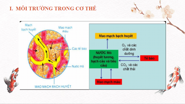 Giáo án điện tử KHTN 8 Kết nối tri thức Bài 36: Điều hòa môi trường trong của cơ thể người | PPT Khoa học tự nhiên 8
