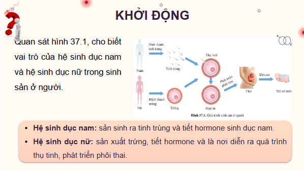 Giáo án điện tử KHTN 8 Cánh diều Bài 37: Sinh sản ở người | PPT Khoa học tự nhiên 8