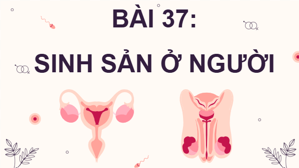 Giáo án điện tử KHTN 8 Cánh diều Bài 37: Sinh sản ở người | PPT Khoa học tự nhiên 8