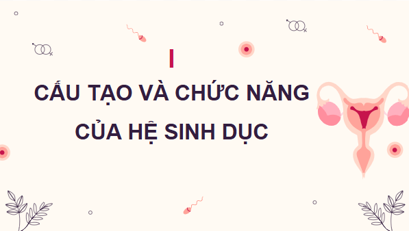 Giáo án điện tử KHTN 8 Cánh diều Bài 37: Sinh sản ở người | PPT Khoa học tự nhiên 8