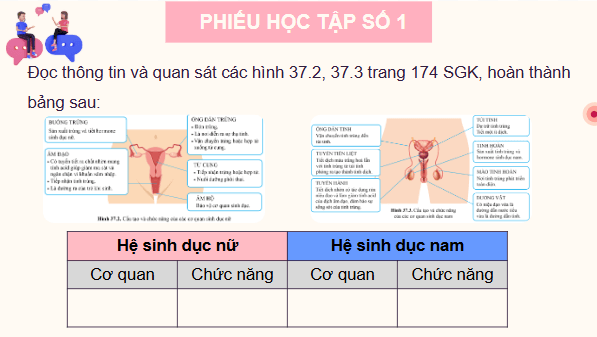 Giáo án điện tử KHTN 8 Cánh diều Bài 37: Sinh sản ở người | PPT Khoa học tự nhiên 8