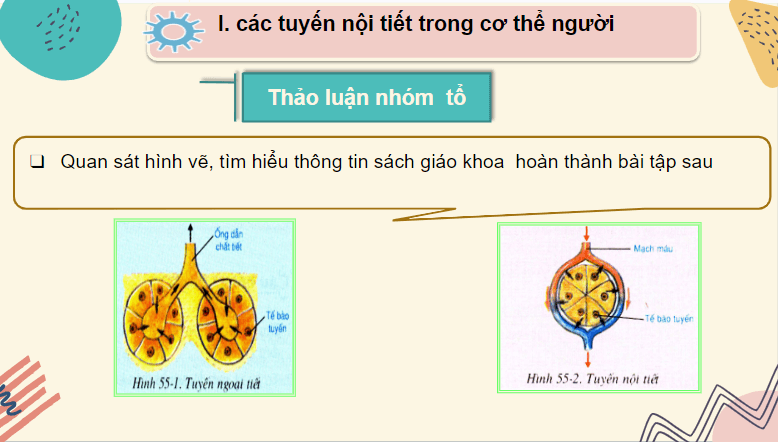 Giáo án điện tử KHTN 8 Kết nối tri thức Bài 38: Hệ nội tiết ở người | PPT Khoa học tự nhiên 8