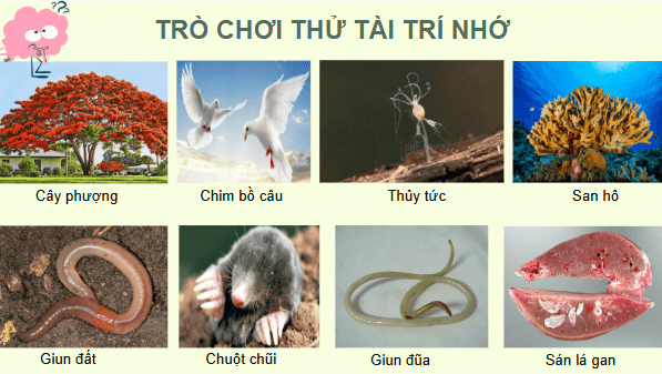 Giáo án điện tử KHTN 8 Cánh diều Bài 38: Môi trường và các nhân tố sinh thái | PPT Khoa học tự nhiên 8