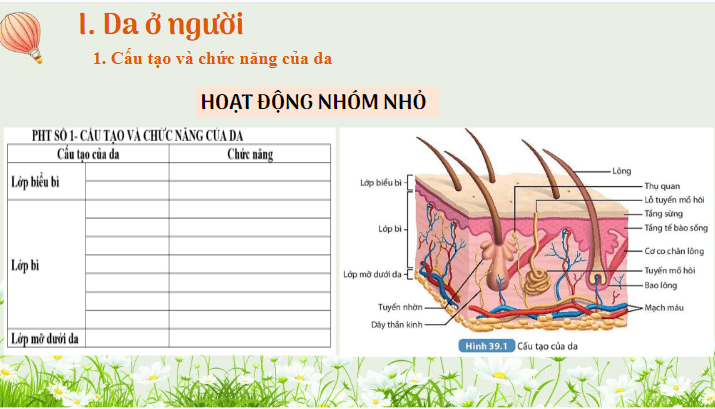Giáo án điện tử KHTN 8 Kết nối tri thức Bài 39: Da và điều hòa thân nhiệt ở người | PPT Khoa học tự nhiên 8
