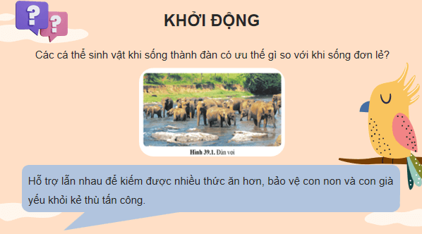 Giáo án điện tử KHTN 8 Cánh diều Bài 39: Quần thể sinh vật | PPT Khoa học tự nhiên 8