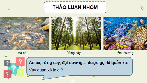 Giáo án điện tử KHTN 8 Cánh diều Bài 40: Quần xã sinh vật | PPT Khoa học tự nhiên 8