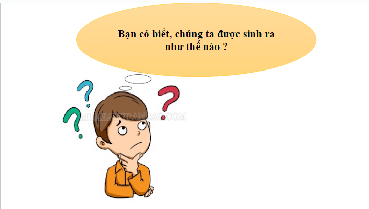 Giáo án điện tử KHTN 8 Kết nối tri thức Bài 40: Sinh sản ở người | PPT Khoa học tự nhiên 8