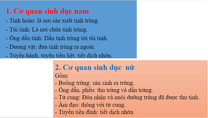 Giáo án điện tử KHTN 8 Kết nối tri thức Bài 40: Sinh sản ở người | PPT Khoa học tự nhiên 8