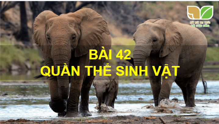 Giáo án điện tử KHTN 8 Kết nối tri thức Bài 42: Quần thể sinh vật | PPT Khoa học tự nhiên 8