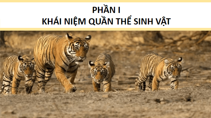 Giáo án điện tử KHTN 8 Kết nối tri thức Bài 42: Quần thể sinh vật | PPT Khoa học tự nhiên 8
