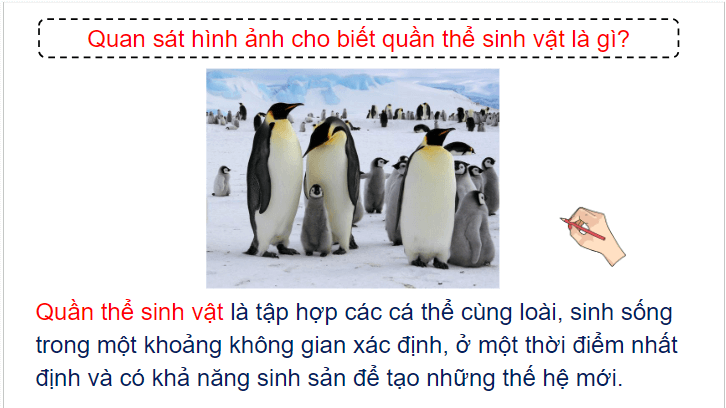 Giáo án điện tử KHTN 8 Kết nối tri thức Bài 42: Quần thể sinh vật | PPT Khoa học tự nhiên 8