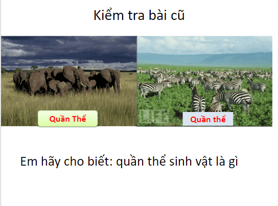 Giáo án điện tử KHTN 8 Kết nối tri thức Bài 43: Quần xã sinh vật | PPT Khoa học tự nhiên 8