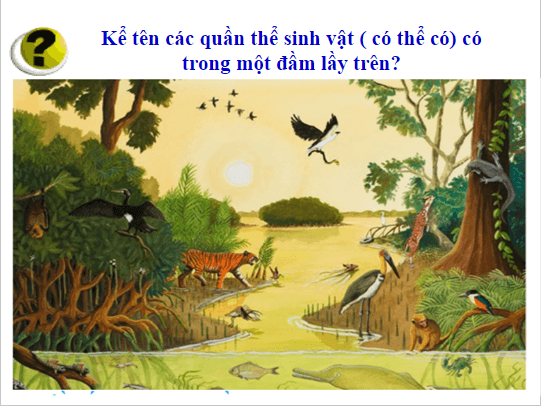 Giáo án điện tử KHTN 8 Kết nối tri thức Bài 43: Quần xã sinh vật | PPT Khoa học tự nhiên 8