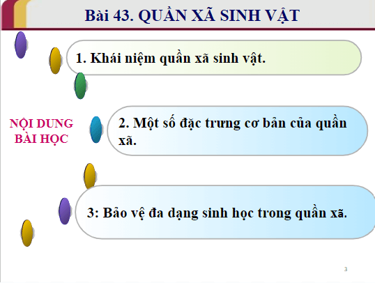 Giáo án điện tử KHTN 8 Kết nối tri thức Bài 43: Quần xã sinh vật | PPT Khoa học tự nhiên 8