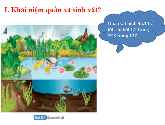 Giáo án điện tử KHTN 8 Kết nối tri thức Bài 43: Quần xã sinh vật | PPT Khoa học tự nhiên 8