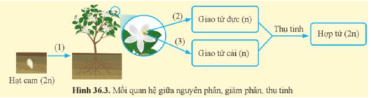 Giáo án KHTN 9 Cánh diều Bài 36: Nguyên phân và giảm phân | Giáo án Khoa học tự nhiên 9