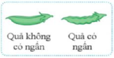 Giáo án KHTN 9 Cánh diều Bài 38: Quy luật di truyền của Mendel | Giáo án Khoa học tự nhiên 9