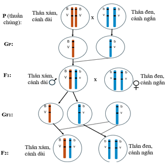 Giáo án KHTN 9 Cánh diều Bài 39: Di truyền liên kết và cơ chế xác định giới tính | Giáo án Khoa học tự nhiên 9