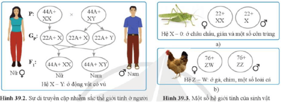 Giáo án KHTN 9 Cánh diều Bài 39: Di truyền liên kết và cơ chế xác định giới tính | Giáo án Khoa học tự nhiên 9