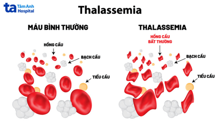 Giáo án KHTN 9 Cánh diều Bài 40: Di truyền học người | Giáo án Khoa học tự nhiên 9