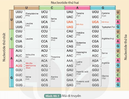 Giáo án KHTN 9 Kết nối tri thức Bài 40: Dịch mã và mối quan hệ từ gene đến tính trạng | Giáo án Khoa học tự nhiên 9