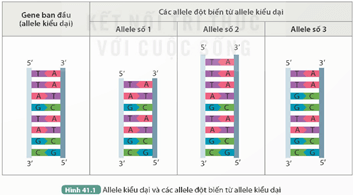 Giáo án KHTN 9 Kết nối tri thức Bài 41: Đột biến gene | Giáo án Khoa học tự nhiên 9