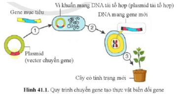 Giáo án KHTN 9 Cánh diều Bài 41: Ứng dụng công nghệ di truyền vào đời sống | Giáo án Khoa học tự nhiên 9