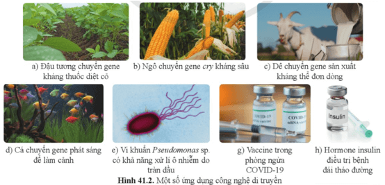 Giáo án KHTN 9 Cánh diều Bài 41: Ứng dụng công nghệ di truyền vào đời sống | Giáo án Khoa học tự nhiên 9