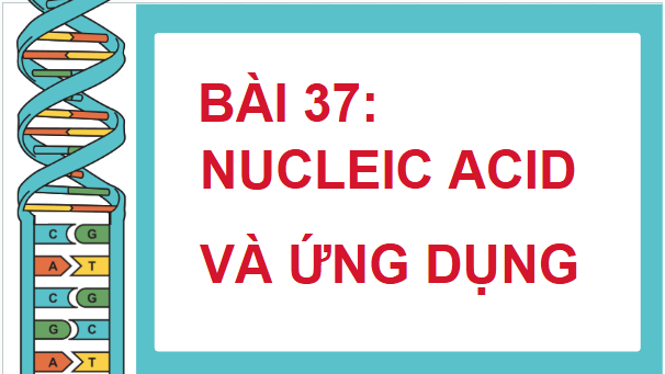 Giáo án điện tử KHTN 9 Chân trời sáng tạo Bài 37: Nucleic acid và ứng dụng | PPT Khoa học tự nhiên 9