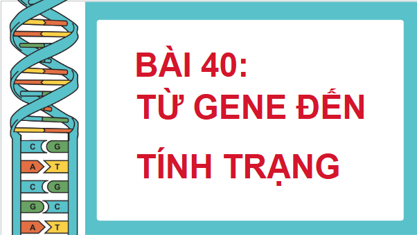 Giáo án điện tử KHTN 9 Chân trời sáng tạo Bài 40: Từ gene đến tính trạng | PPT Khoa học tự nhiên 9