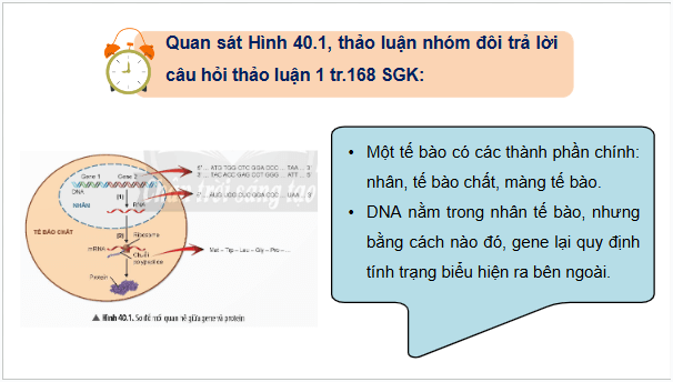 Giáo án điện tử KHTN 9 Chân trời sáng tạo Bài 40: Từ gene đến tính trạng | PPT Khoa học tự nhiên 9