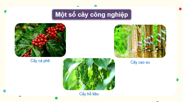 Giáo án điện tử Lịch Sử và Địa Lí lớp 4 Cánh diều Bài 16: Dân cư, hoạt động sản xuất và một số nét văn hóa ở vùng Tây Nguyên | PPT Lịch Sử và Địa Lí 4