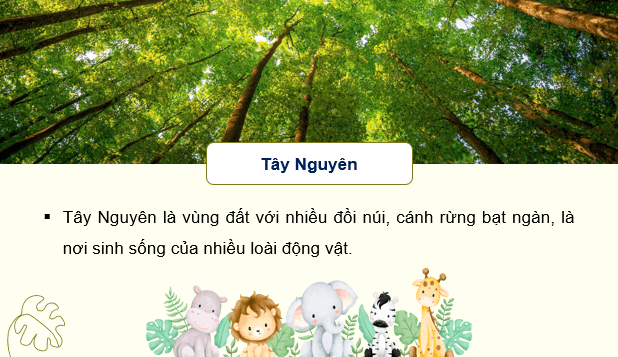 Giáo án điện tử Lịch Sử và Địa Lí lớp 4 Kết nối tri thức Bài 20: Thiên nhiên vùng Tây Nguyên | PPT Lịch Sử và Địa Lí 4