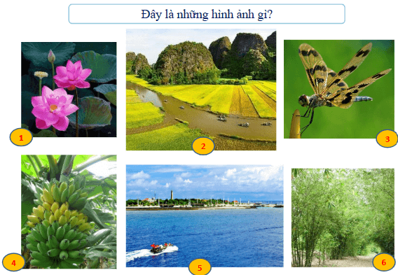 Giáo án điện tử Mĩ thuật lớp 1 Cánh diều Bài 8: Thiên nhiên quanh em | PPT Mĩ thuật 1