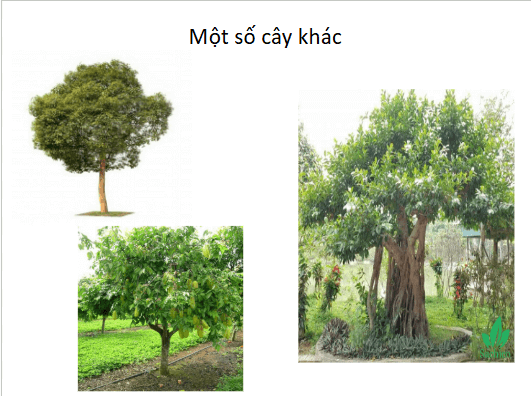Giáo án điện tử Mĩ thuật lớp 3 Chân trời sáng tạo Bài 1: Cây trong vườn | PPT Mĩ thuật 3