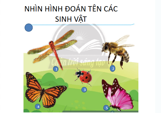 Giáo án điện tử Mĩ thuật lớp 3 Chân trời sáng tạo Bài 2: Những sinh vật nhỏ trong vườn | PPT Mĩ thuật 3