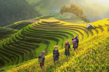 Giáo án Mĩ thuật lớp 4 Kết nối tri thức Chủ đề 4: Vẻ đẹp trong cuộc sống
